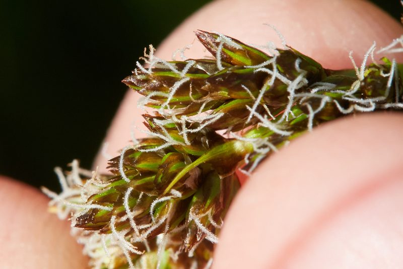 Carex densa, photographed by Ken-ichi Ueda