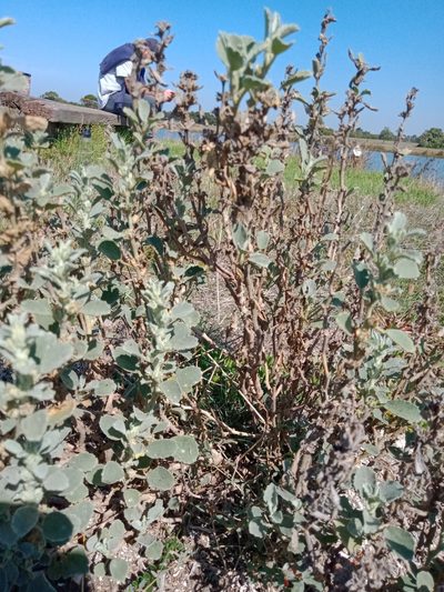 Lawrencia glomerata, photographed by Nina Kerr