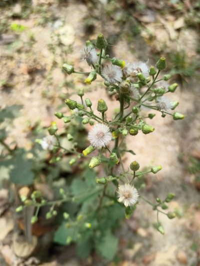 Blumea viscosa, photographed by Sabarni Sarker