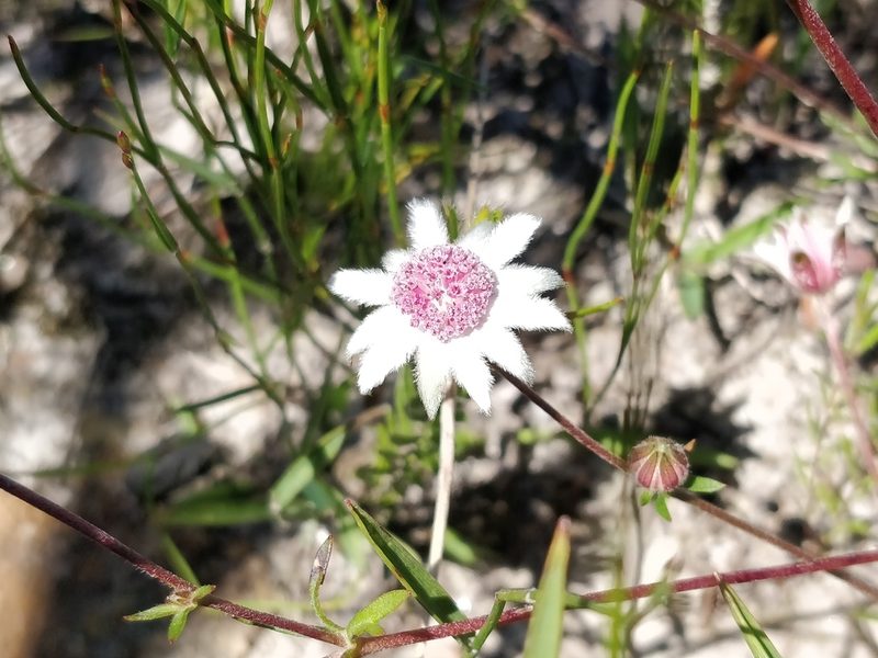 Actinotus forsythii, photographed by Will Cornwell