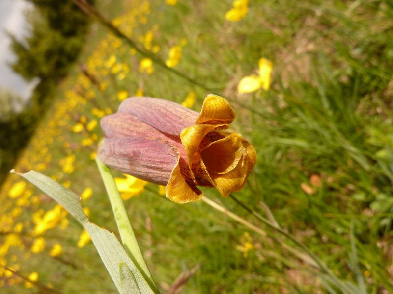 Fritillaria pyrenaica, photographed by Thibaud Aronson