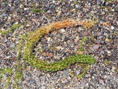 Lagarosiphon major, photographed by Grey Smith