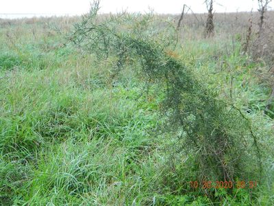 Asparagus verticillatus, photographed by Galyna Mykytynets