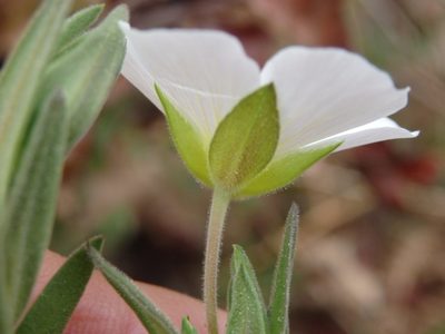 Arenaria montana, photographed by Carminda Santos