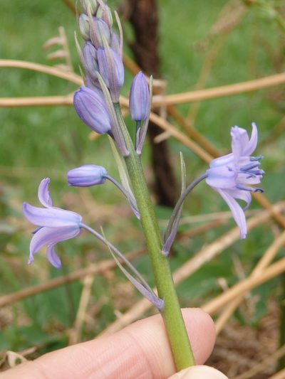Hyacinthoides paivae, photographed by Carminda Santos