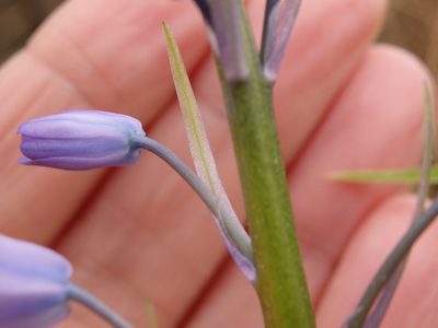 Hyacinthoides paivae, photographed by Carminda Santos