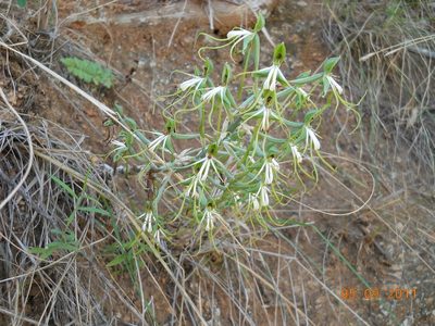 Bonatea porrecta, photographed by Benjamin Fredlund