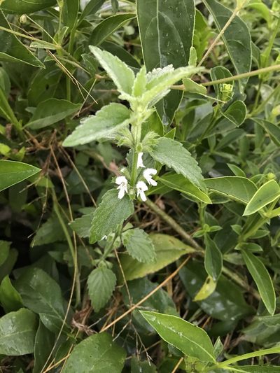 Leucas glabrata, photographed by rosshawkins