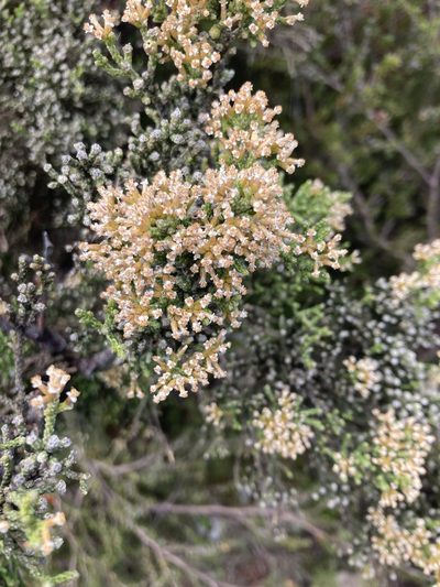 Ozothamnus hookeri, photographed by krumpianking