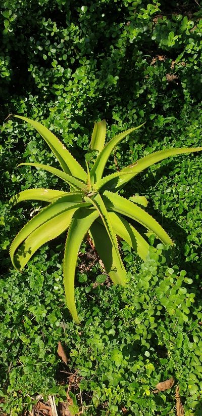 Aloe vanbalenii, photographed by Brendan Smith