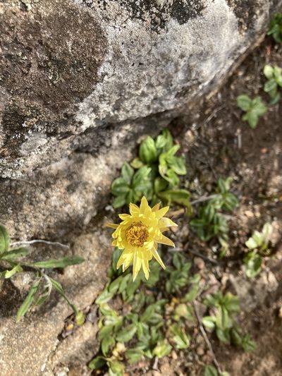 Xerochrysum alpinum, photographed by krumpianking