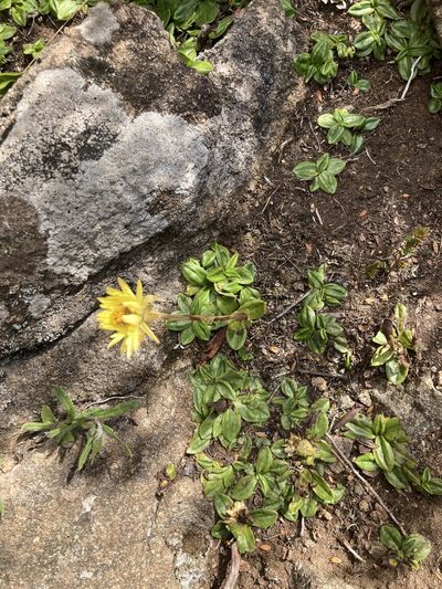 Xerochrysum alpinum, photographed by krumpianking
