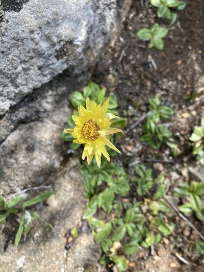 Xerochrysum alpinum, photographed by krumpianking