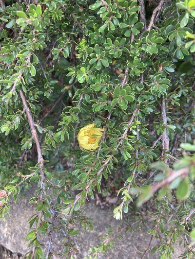 Xerochrysum alpinum, photographed by krumpianking