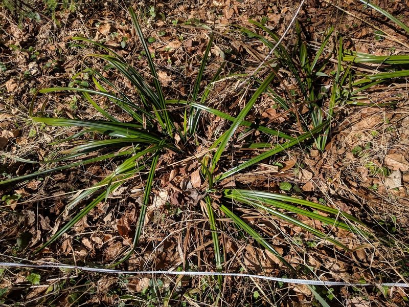 Carex agastachys, photographed by Katrin Ellmaier