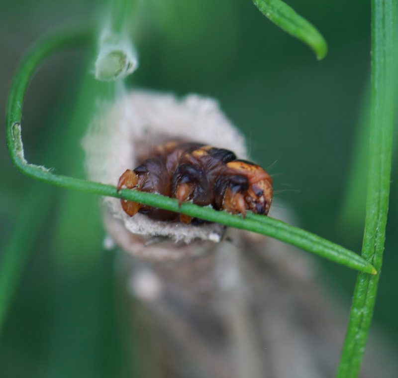Cassinia tenuifolia, photographed by tobyyy