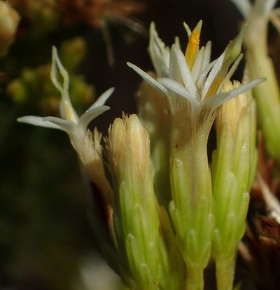 Pteronia teretifolia, photographed by Nicola van Berkel