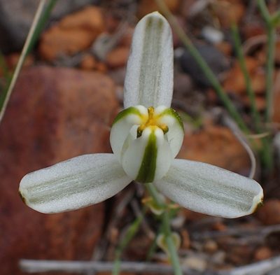 Albuca longipes, photographed by Nicola van Berkel