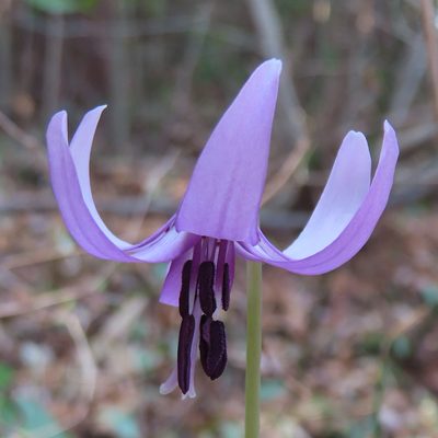 Erythronium japonicum, photographed by Timur Kalininsky
