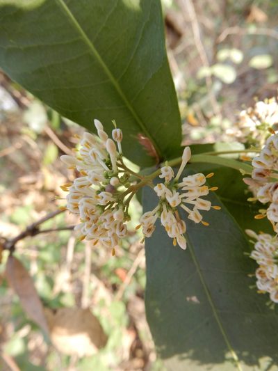 Ixora pavetta, photographed by Seema Merchant
