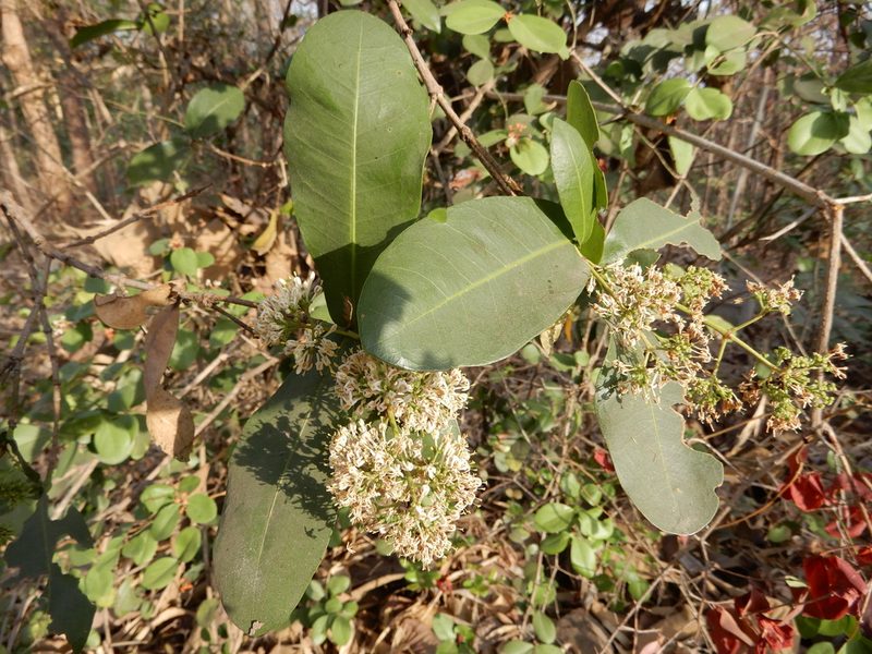 Ixora pavetta, photographed by Seema Merchant