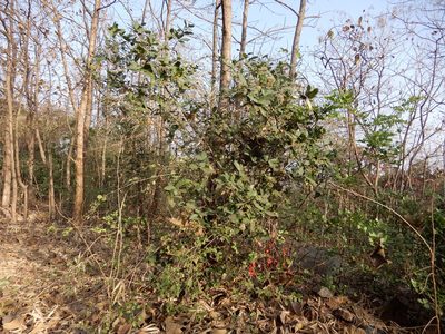 Ixora pavetta, photographed by Seema Merchant