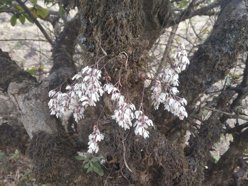 Dendrobium turbinatum, photographed by S.MORE