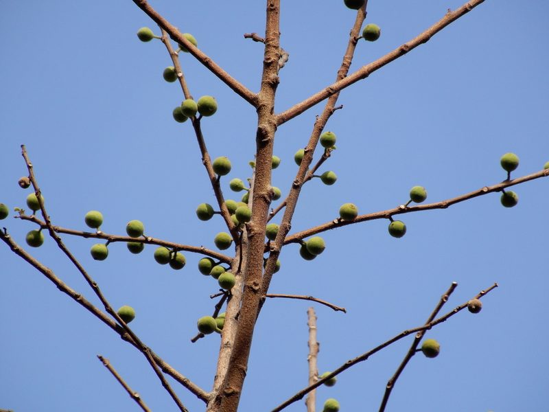 Ficus exasperata, photographed by Seema Merchant