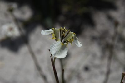 Moraea lurida, photographed by Tony Rebelo