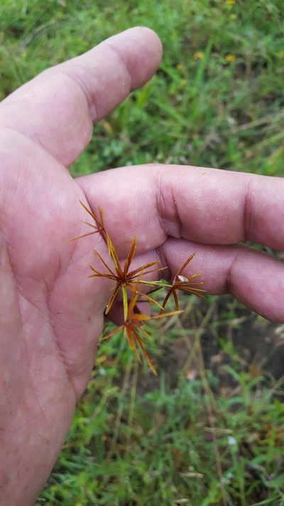 Cyperus amabilis, photographed by Eugenio Padilla