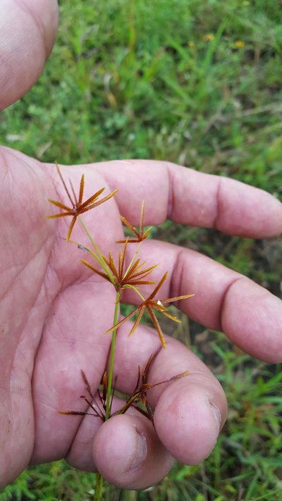 Cyperus amabilis, photographed by Eugenio Padilla