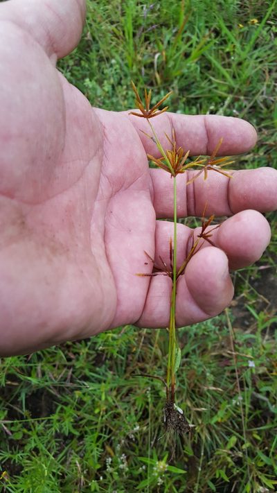 Cyperus amabilis, photographed by Eugenio Padilla