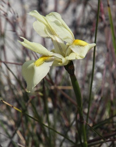 Moraea angusta, photographed by Tony Rebelo