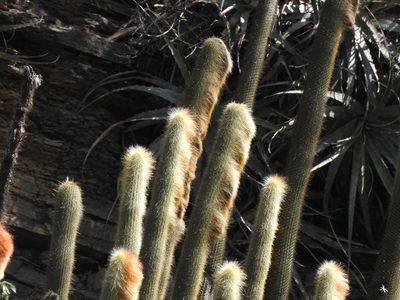 Cleistocactus guentheri, photographed by Naturalist Tours