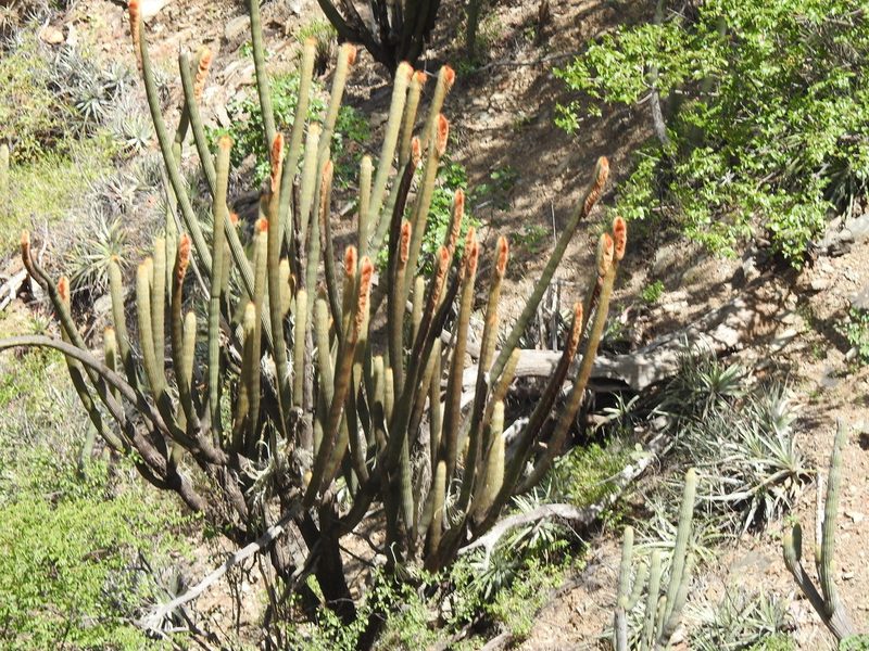 Cleistocactus guentheri, photographed by Naturalist Tours