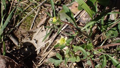 Ranunculus micranthus, photographed by John Abrams