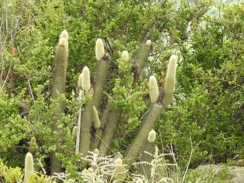 Cleistocactus tominensis, photographed by Naturalist Tours