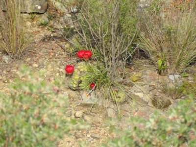 Lobivia cinnabarina, photographed by Naturalist Tours