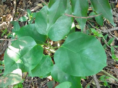 Marsdenia tomentosa, photographed by heikindai_87