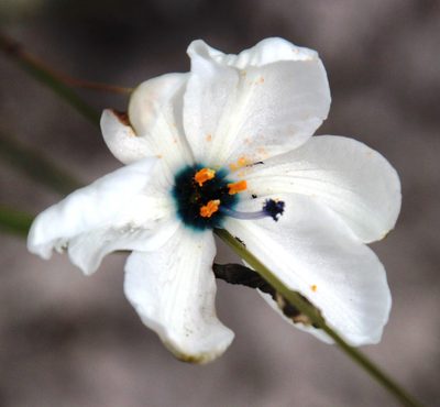 Aristea cantharophila, photographed by Tony Rebelo