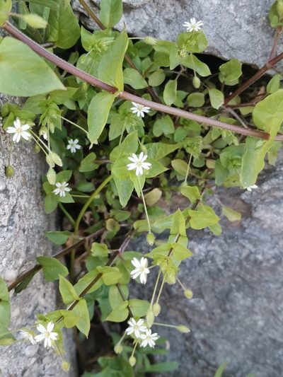Stellaria neglecta, photographed by Ljaž