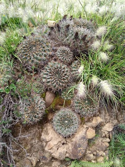 Lobivia cinnabarina, photographed by Naturalist Tours