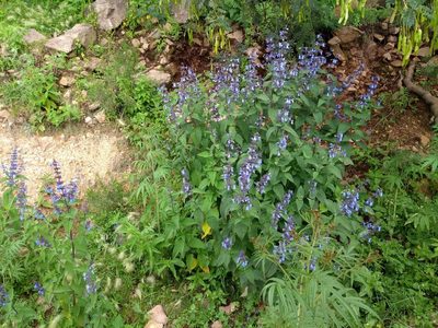Salvia stachydifolia, photographed by Naturalist Tours