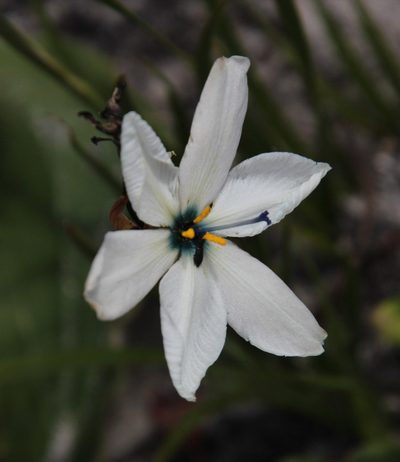 Aristea cantharophila, photographed by Tony Rebelo