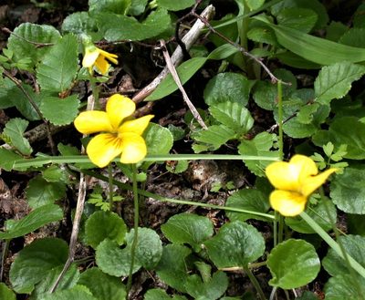 Viola maculata, photographed by Peter L Achuff