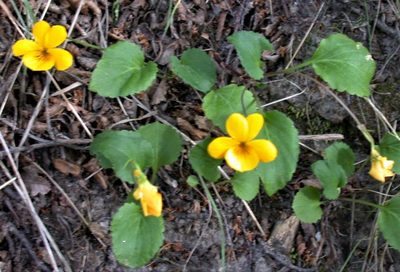 Viola maculata, photographed by Peter L Achuff