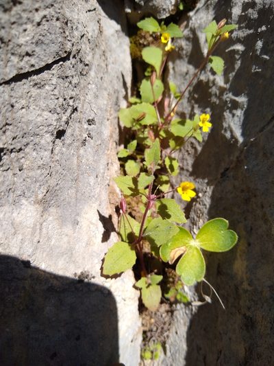 Erythranthe taylorii, photographed by Quinn Shemet