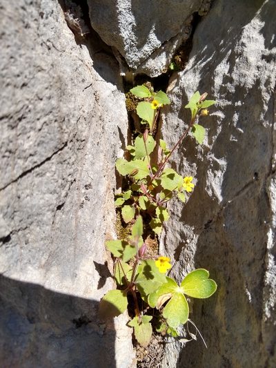 Erythranthe taylorii, photographed by Quinn Shemet