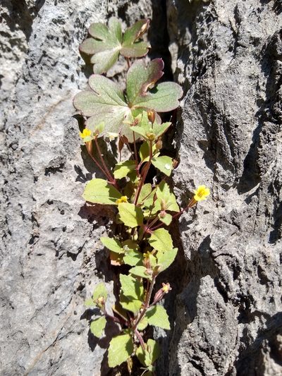 Erythranthe taylorii, photographed by Quinn Shemet