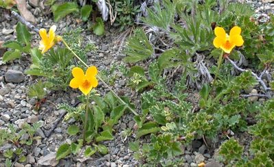 Viola maculata, photographed by Peter L Achuff